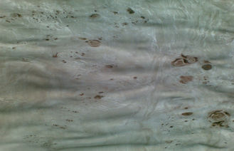 Đồ gỗ Burl tự nhiên Veneer Poplar Với lớp AA / A / AB