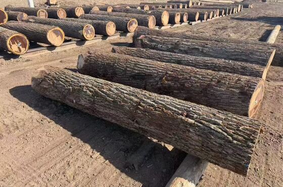 Bảng veneer Oak với mẫu hạt vương miện ở độ dày 0,2-0,6mm và chiều rộng lên đến 1220mm cho đồ nội thất và trang trí